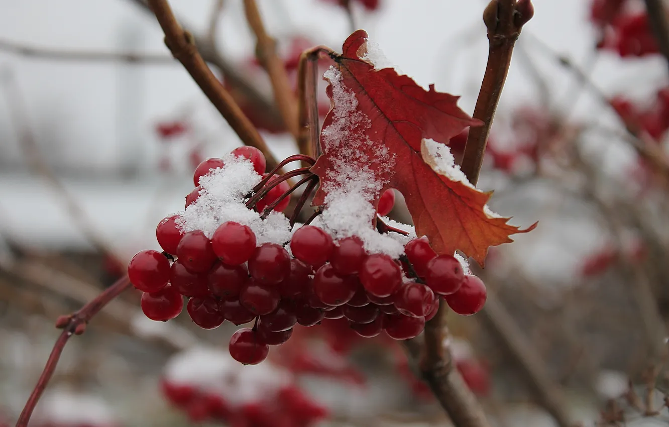 Photo wallpaper autumn, snow, bunch, Kalina
