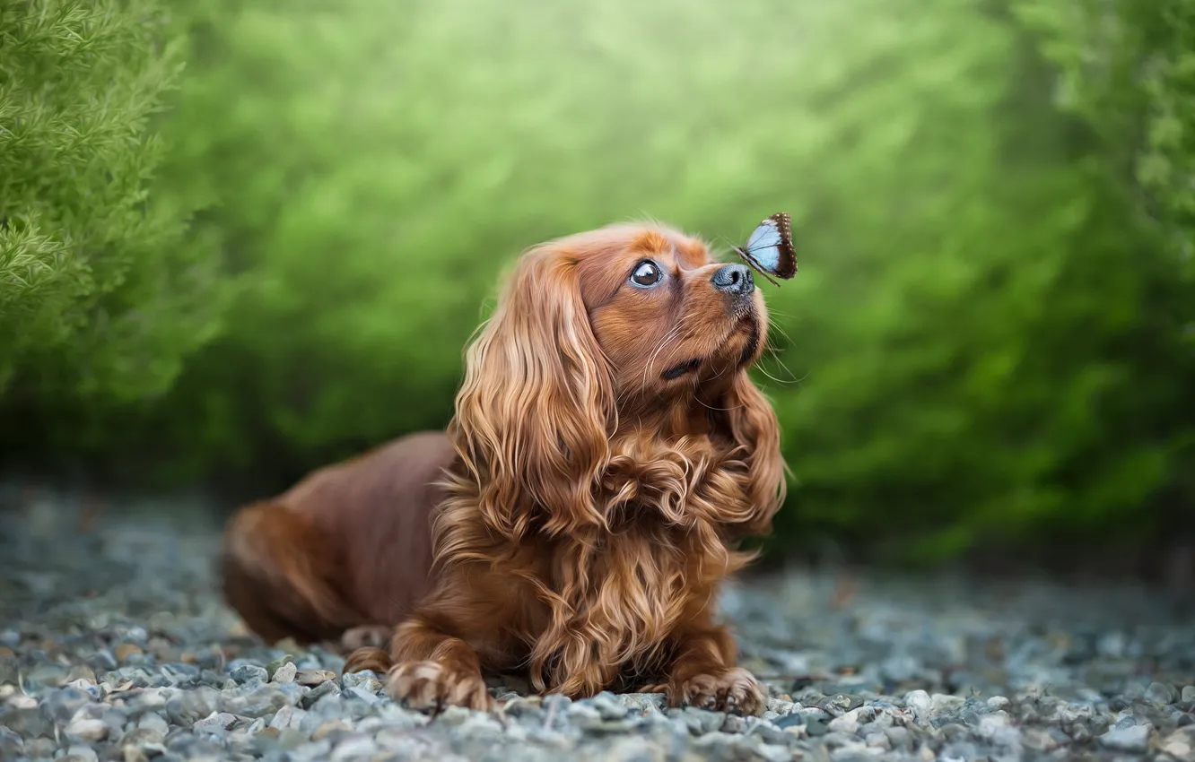 Photo wallpaper greens, look, branches, nature, pebbles, stones, butterfly, dog