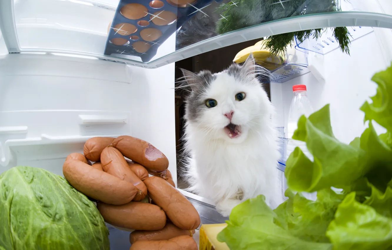 Photo wallpaper Cat, Cat, Animals, Refrigerator, Sausage