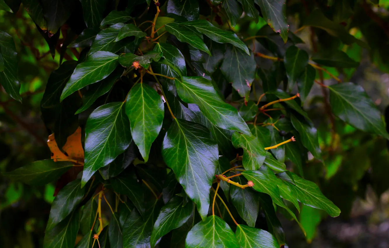 Photo wallpaper dark, tree, leaf