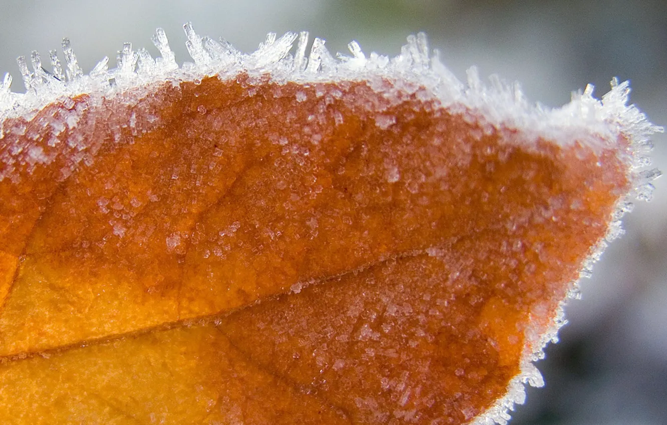 Photo wallpaper ice, winter, Sheet