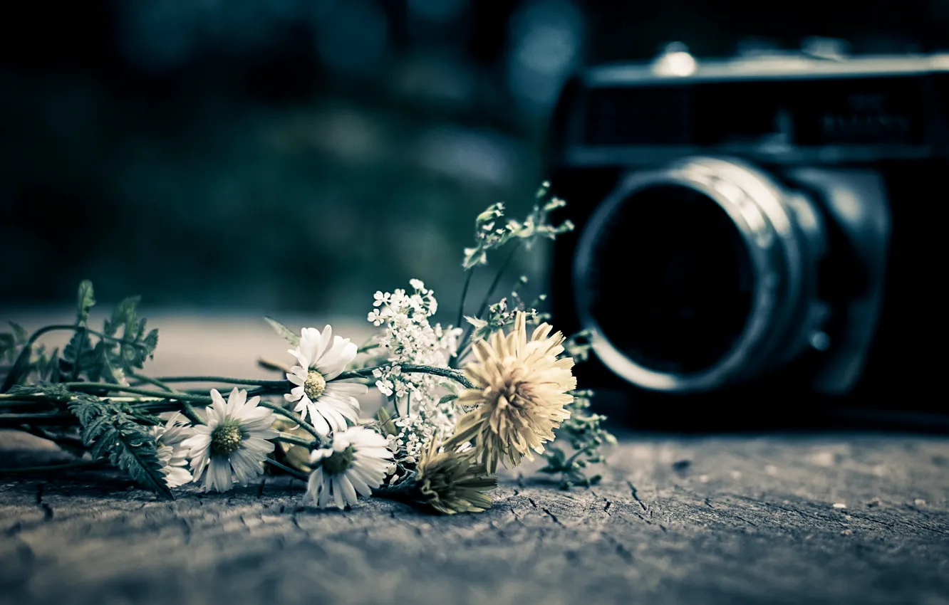 Photo wallpaper flowers, background, mood, widescreen, Wallpaper, camera, the camera, wallpaper