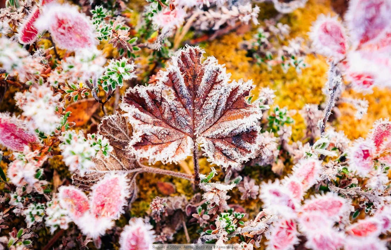 Photo wallpaper autumn, leaves, frost