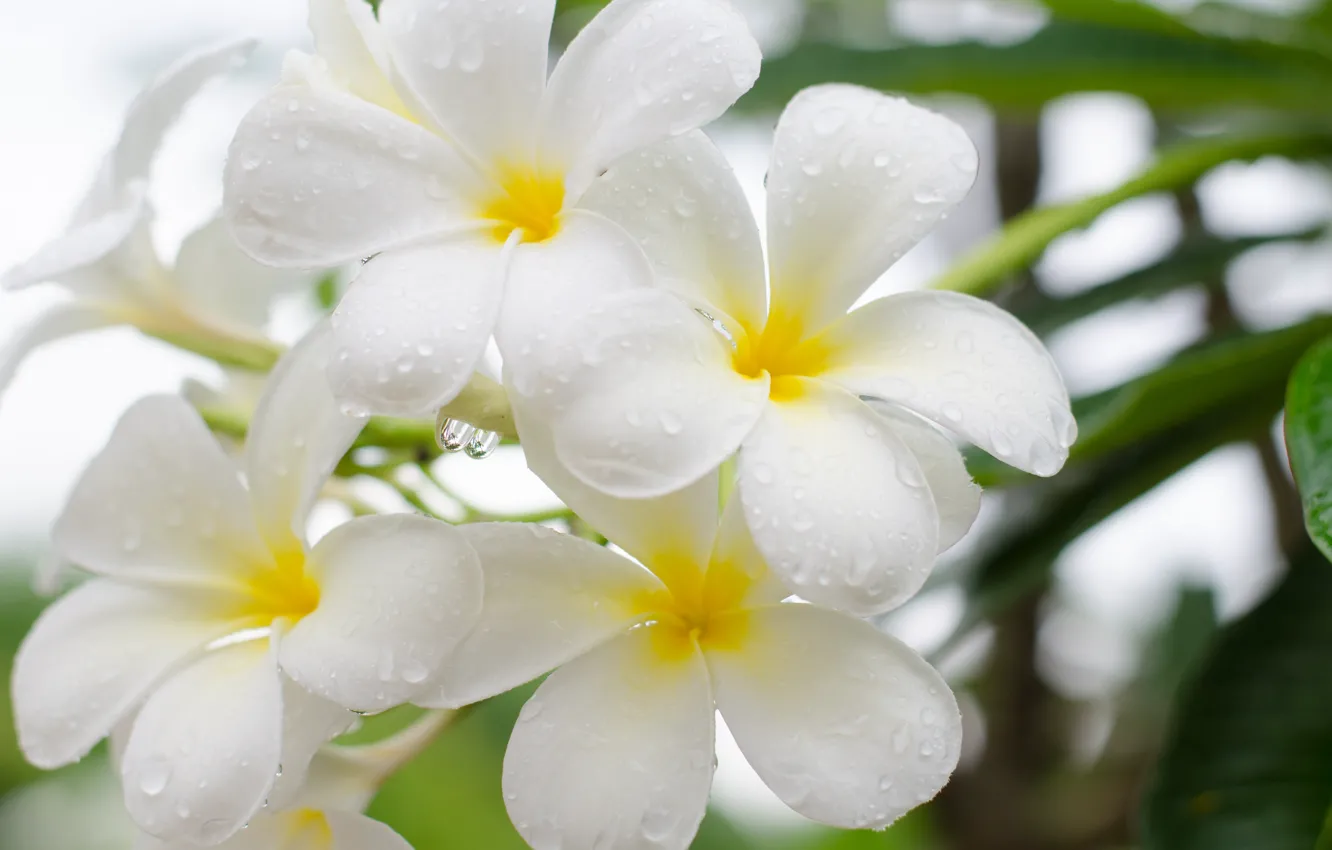 Photo wallpaper flowers, flowering, plumeria