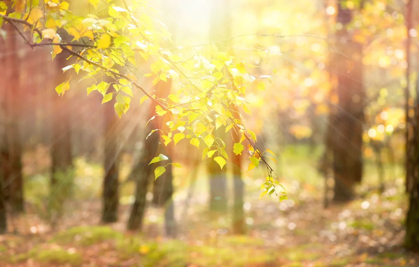 Photo wallpaper leaves, the sun, rays, trees, branches, yellow, nature, background