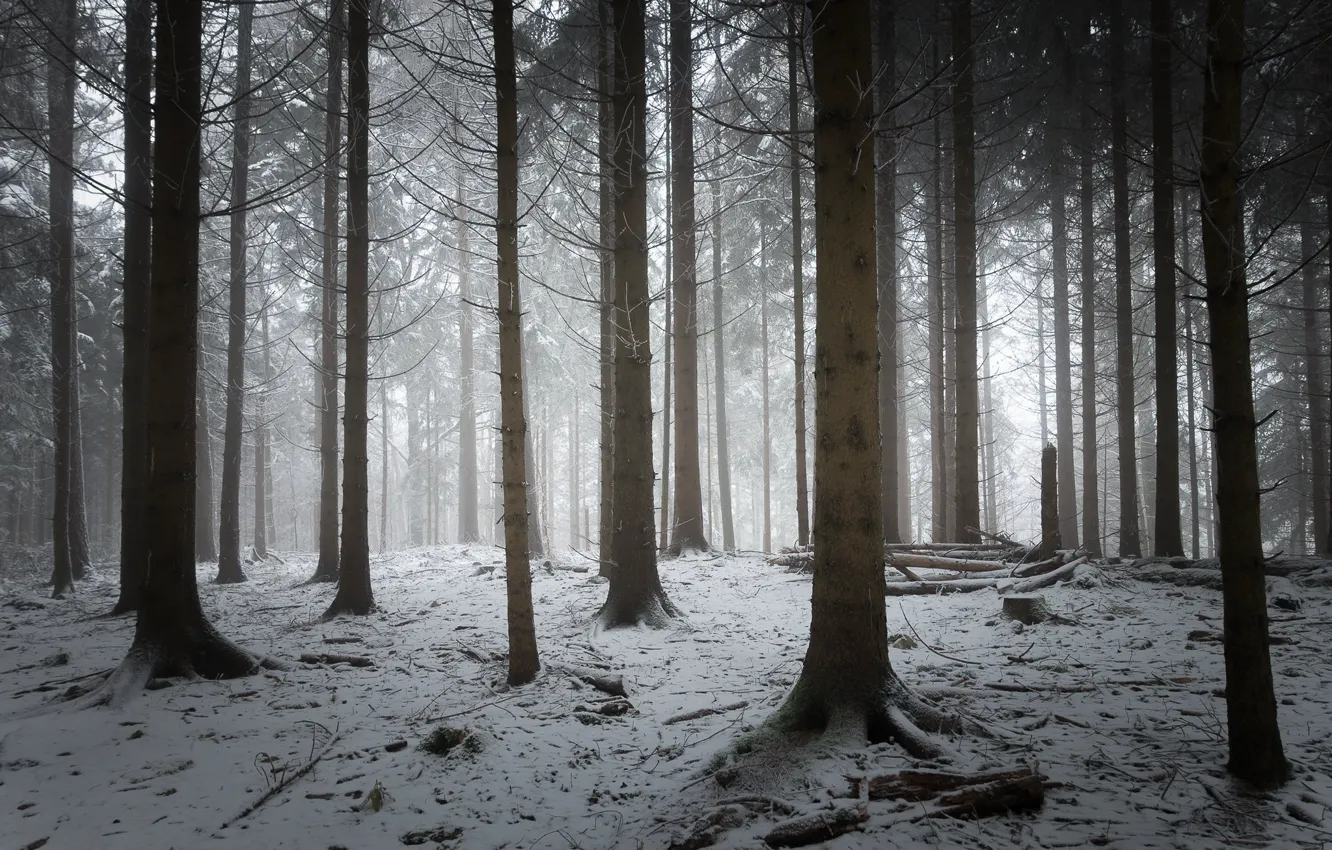 Photo wallpaper winter, forest, snow, trees, nature