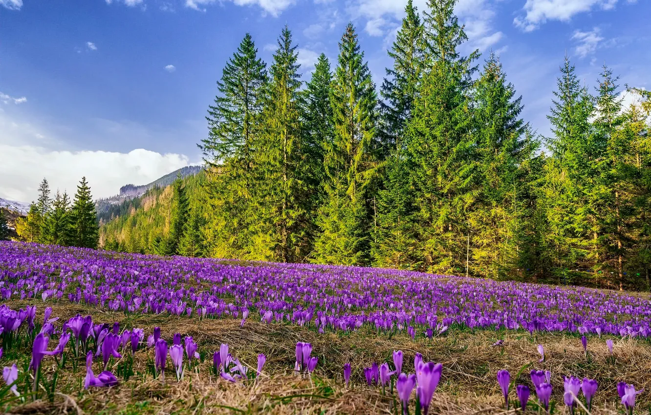 Photo wallpaper forest, the sky, clouds, trees, flowers, nature, glade, spring