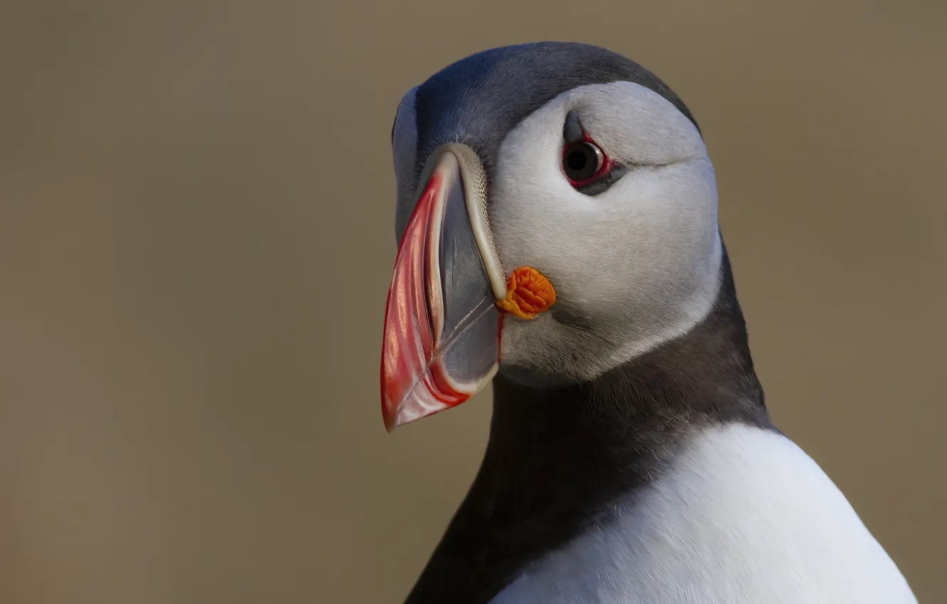 Photo wallpaper bird, portrait, stalled