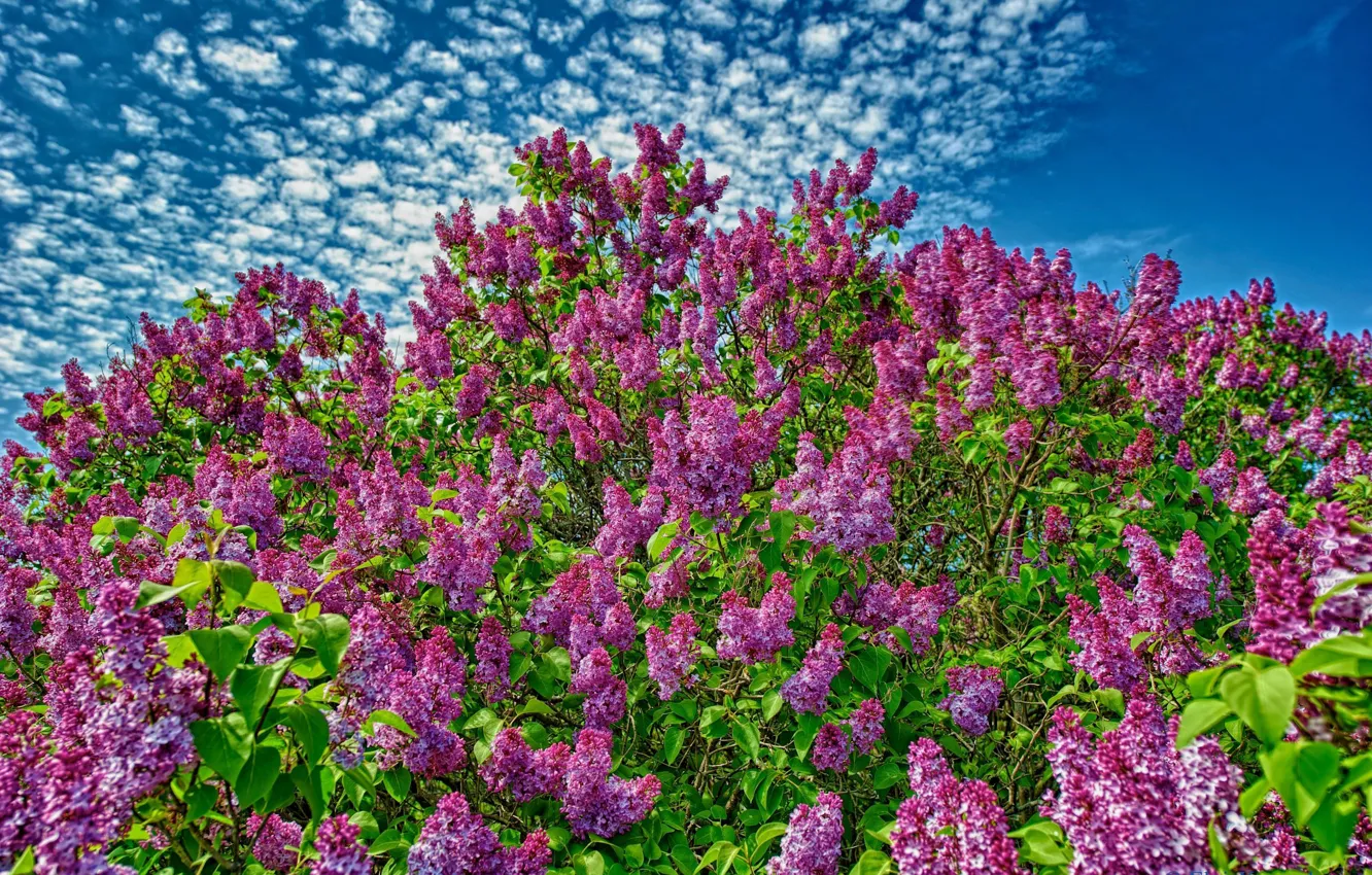 Photo wallpaper flowering, the bushes, lilac