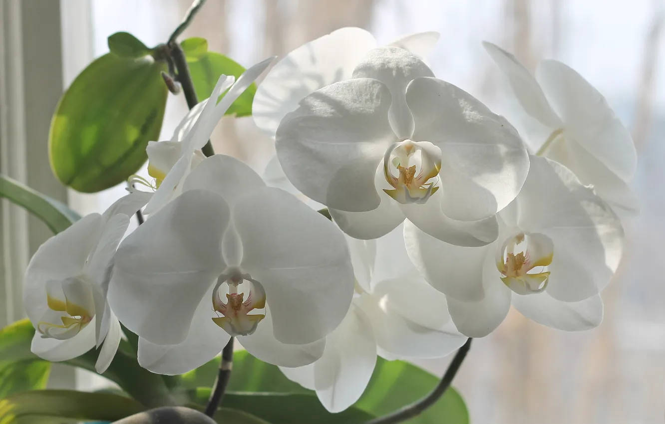 Photo wallpaper light, flowers, window, white, orchids