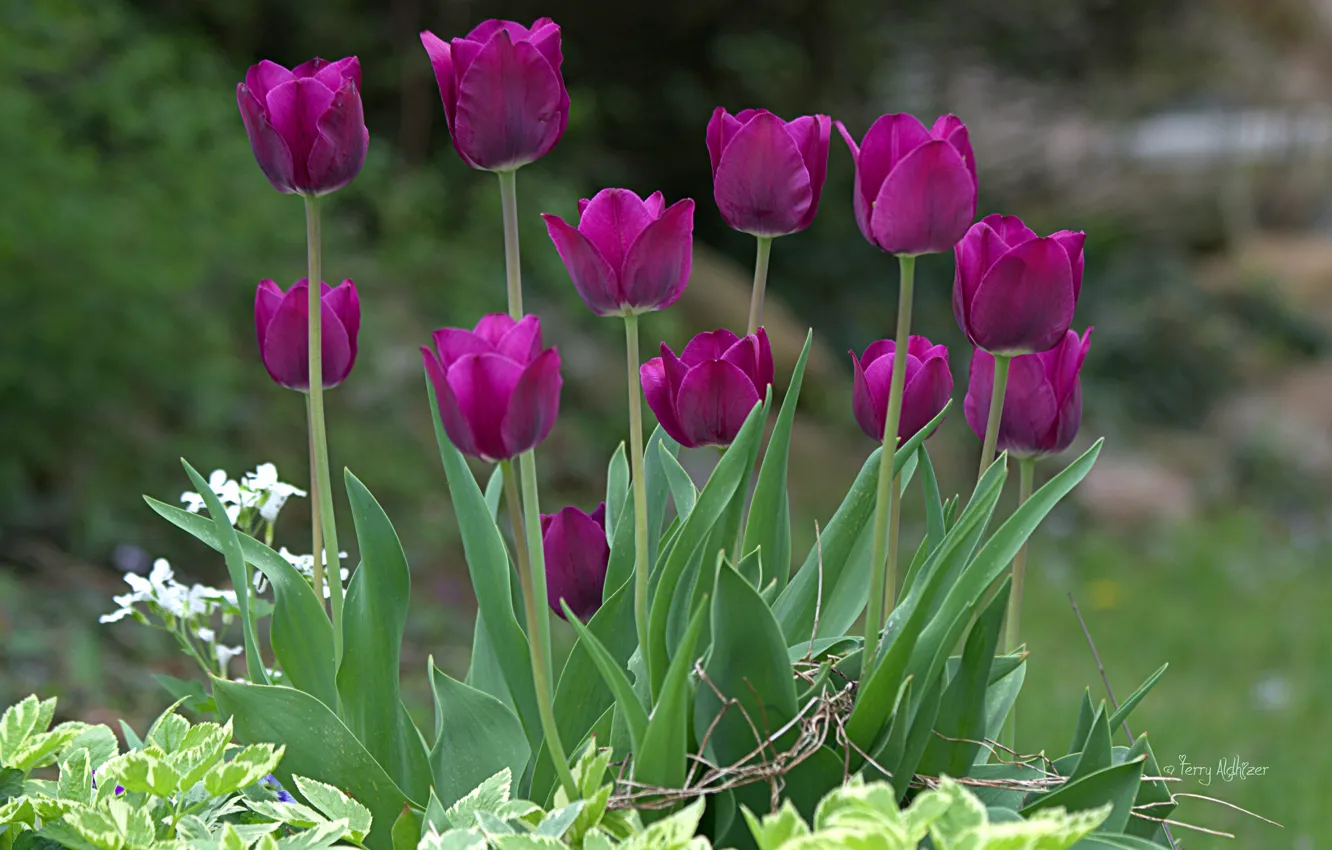 Photo wallpaper purple, nature, bright, spring, tulips