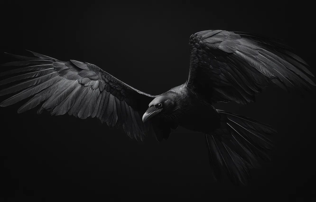 Photo wallpaper bird, black & white, wings, black and white, Raven, raven, wings, nocturnal