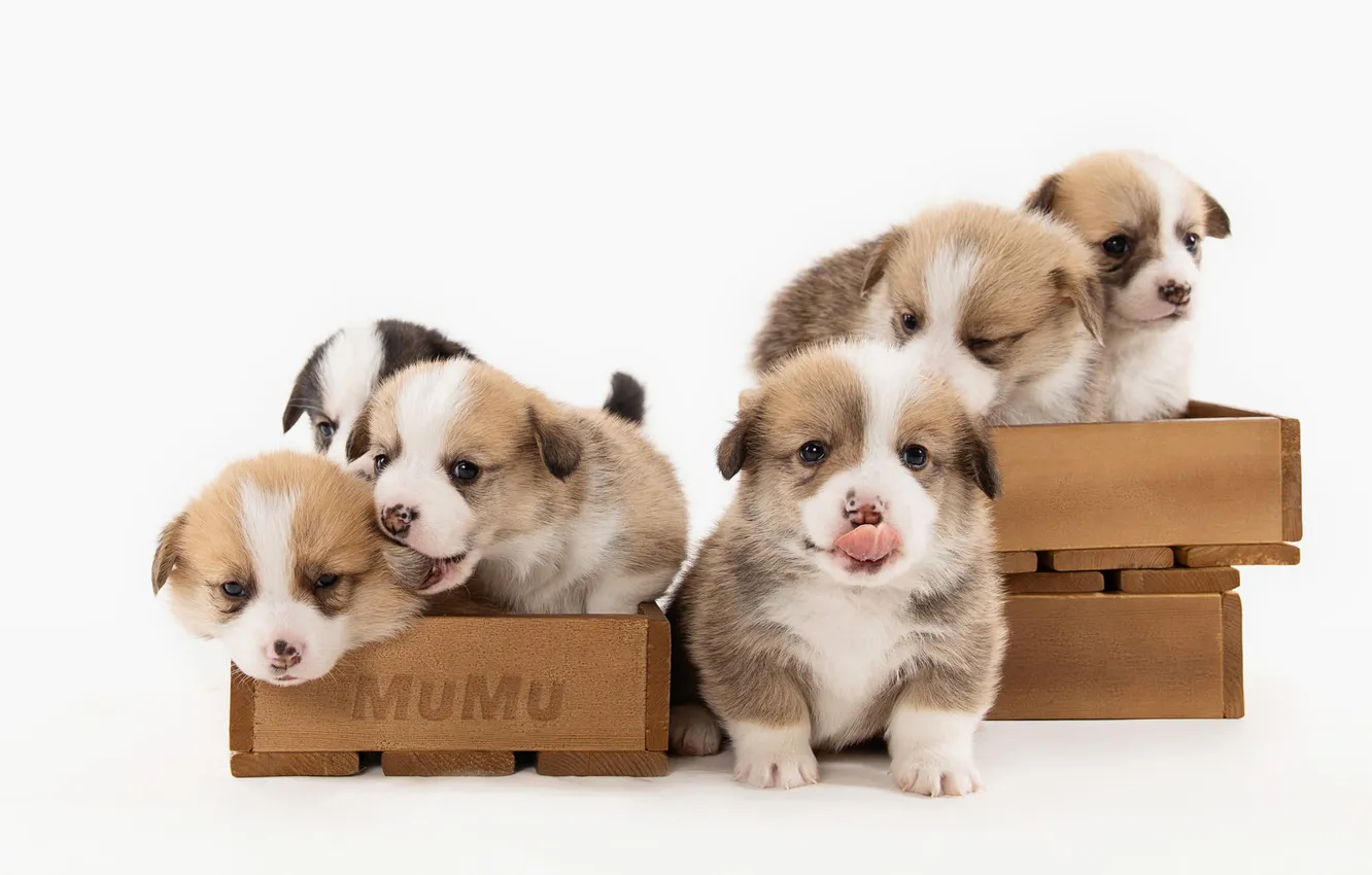 Photo wallpaper look, pose, dog, puppy, face