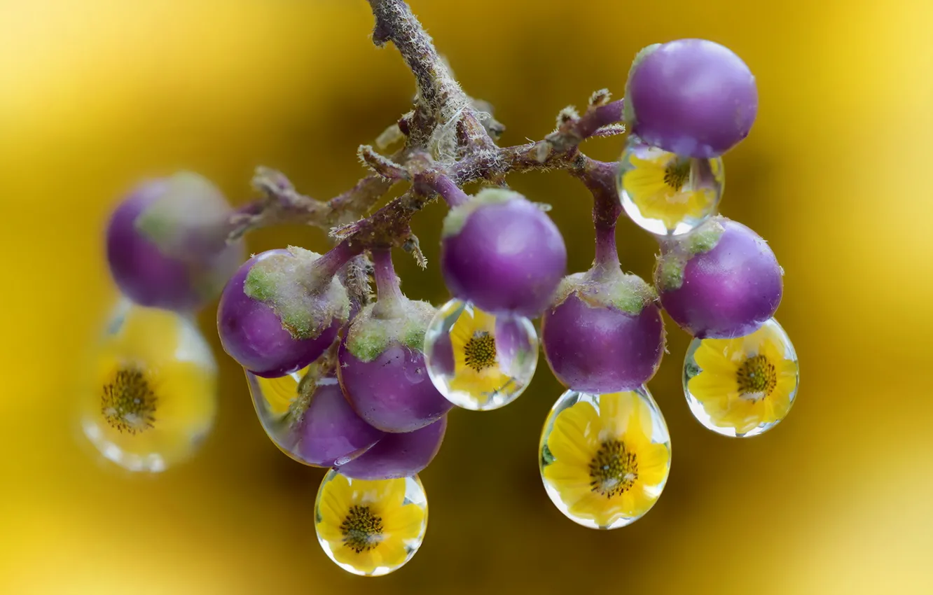 Photo wallpaper drops, macro, berries