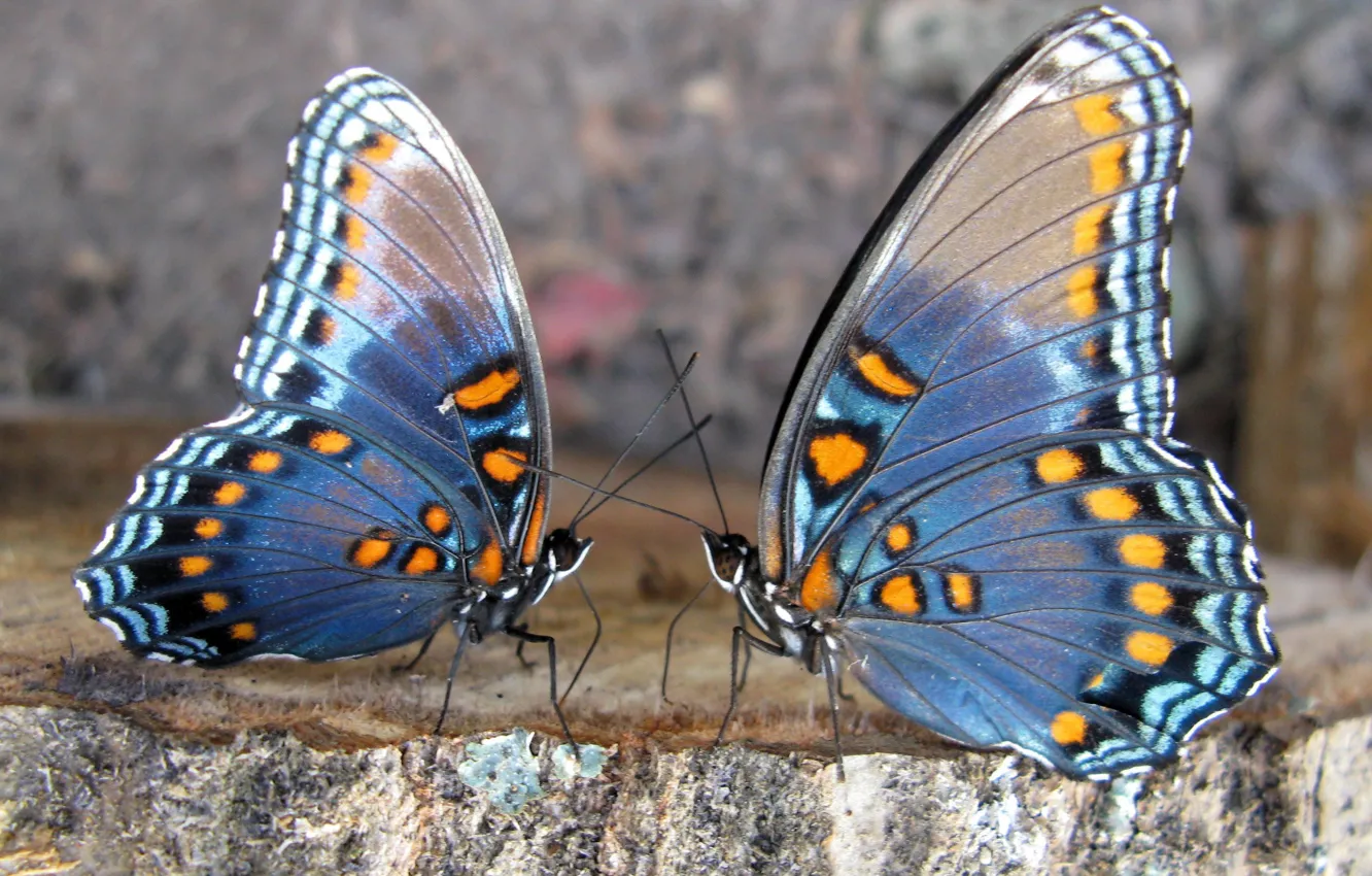 Photo wallpaper color, love, butterfly, insects, wings, legs, pair, antennae