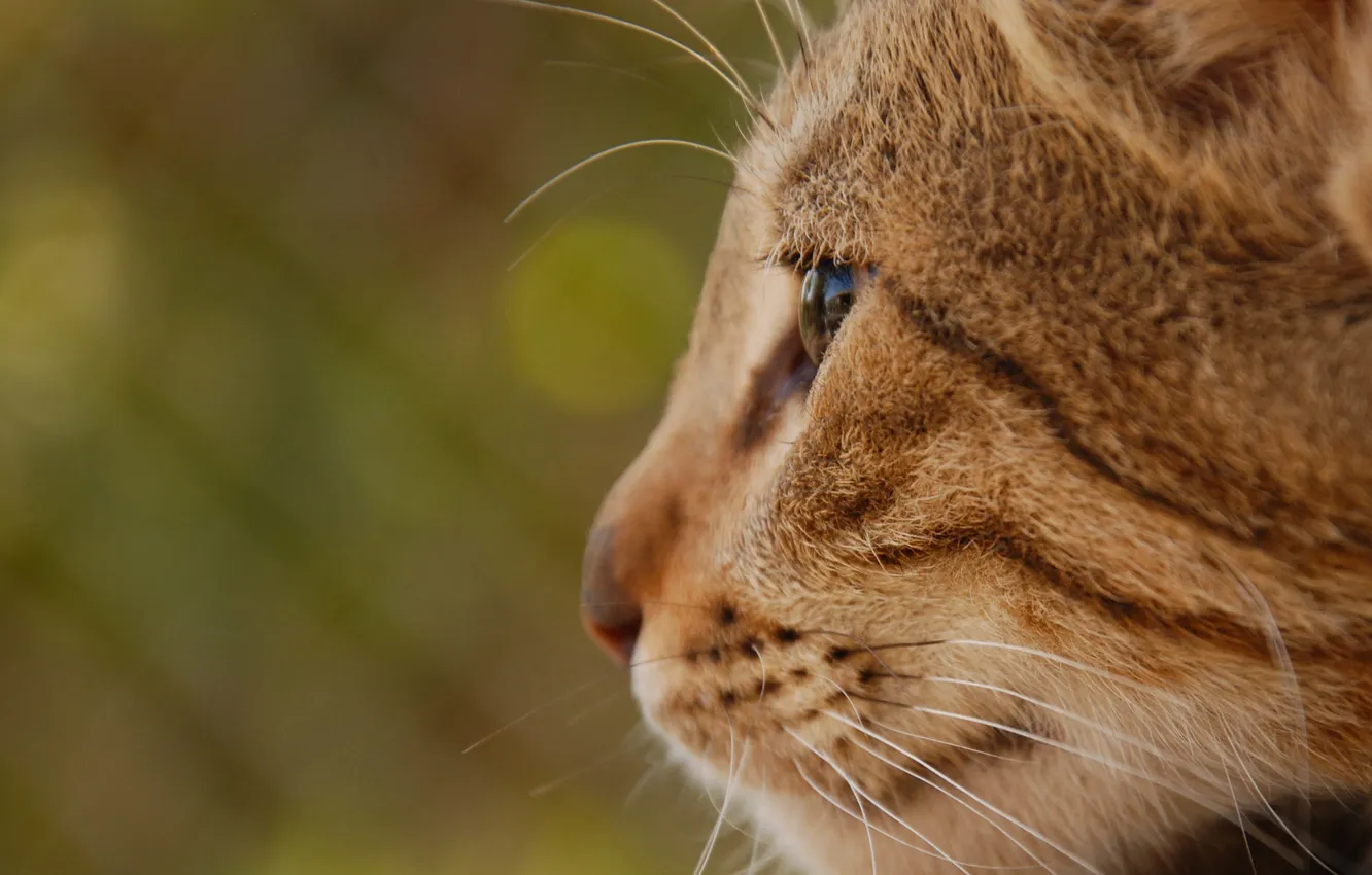 Photo wallpaper cat, look, blur