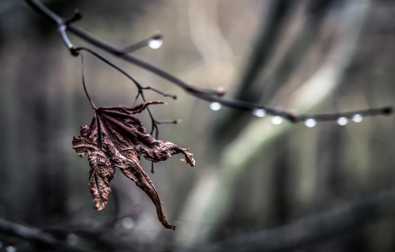 Photo wallpaper leaves, drops, branches, nature