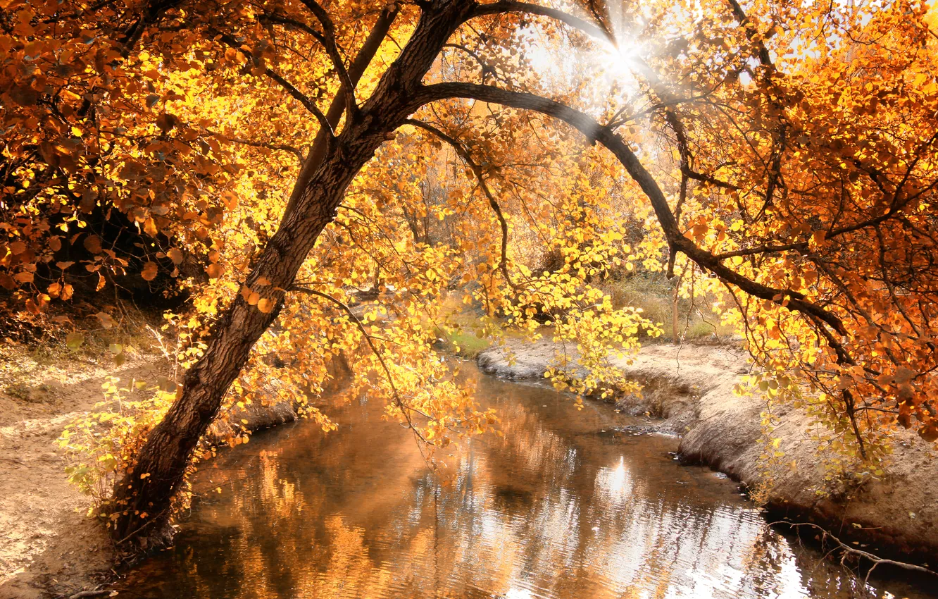 Photo wallpaper autumn, light, nature, river