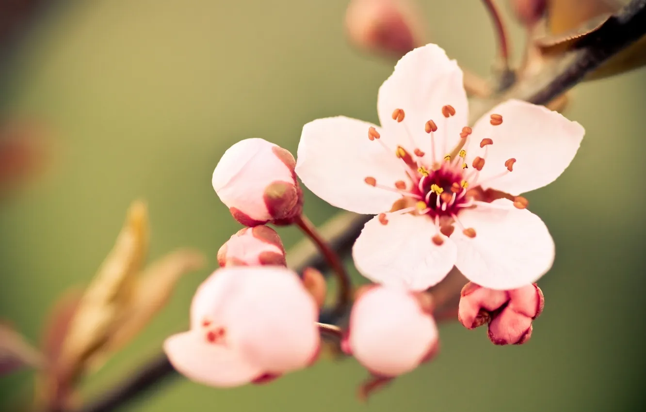 Photo wallpaper flower, macro, cherry, sprig, tenderness, color, spring, petals