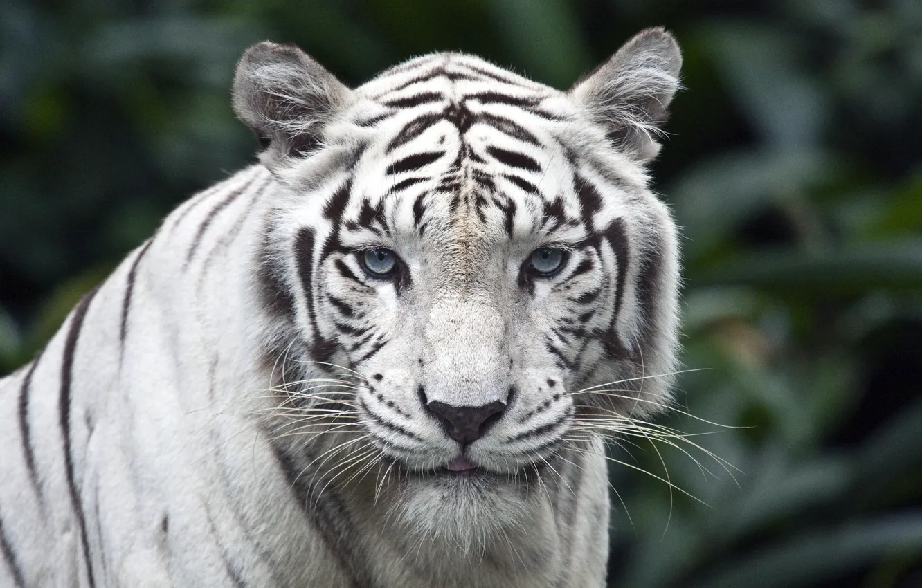 Photo wallpaper white, look, tiger