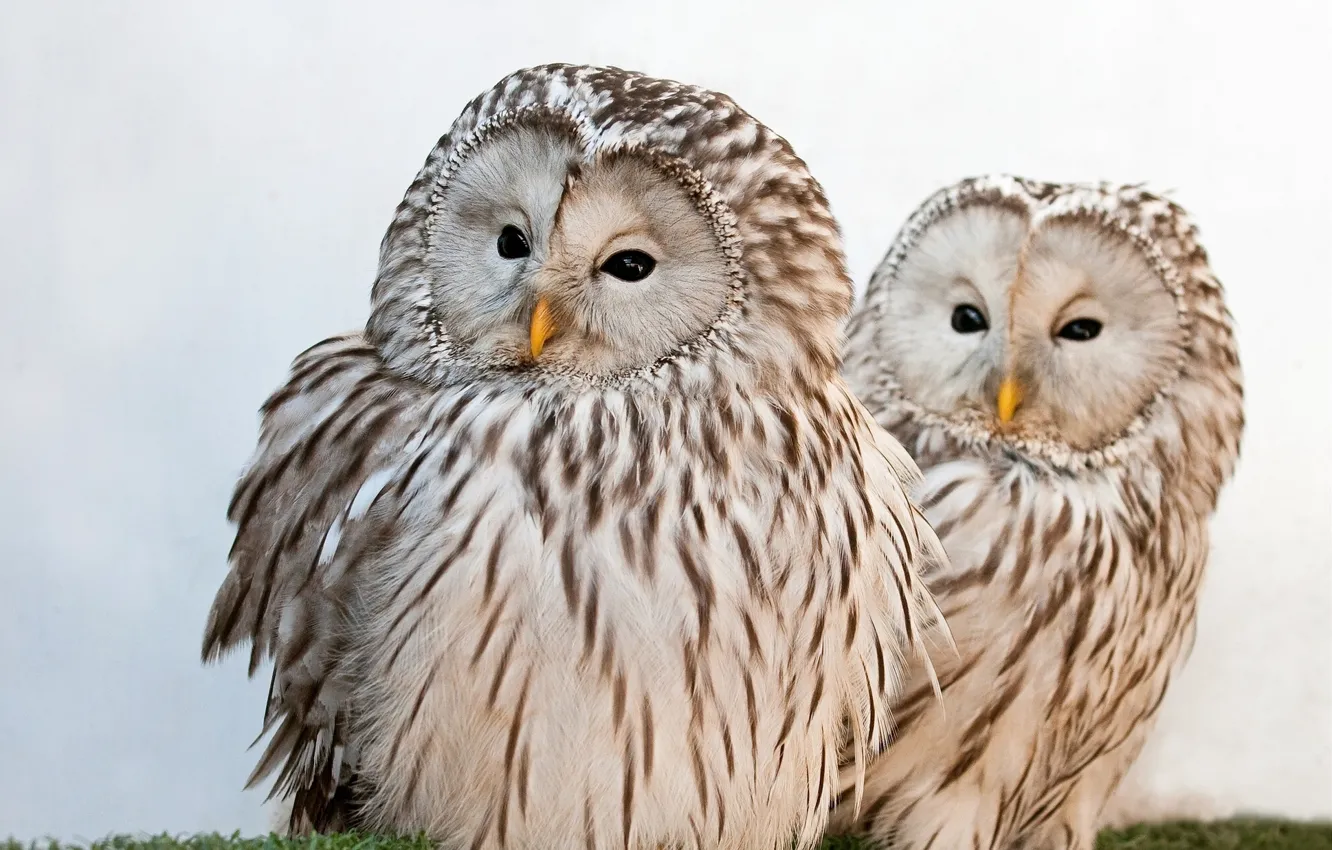 Photo wallpaper owls, Ural owl, the Ural owl