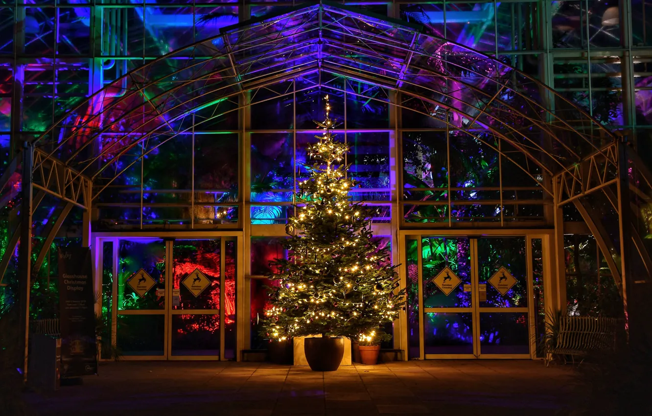 Photo wallpaper lights, holiday, tree