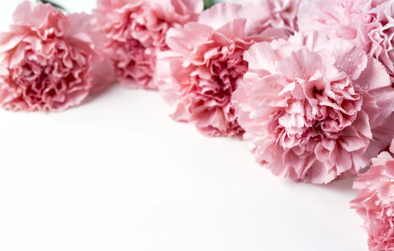 Photo wallpaper flowers, petals, pink, pink, flowers, beautiful, clove, carnation