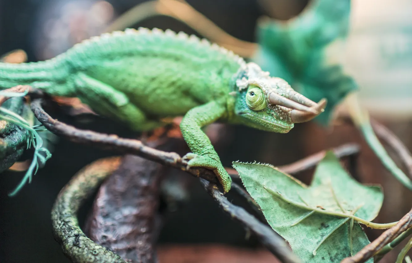 Photo wallpaper green, chameleon, horns, Horny, reptile, chameleon Jackson