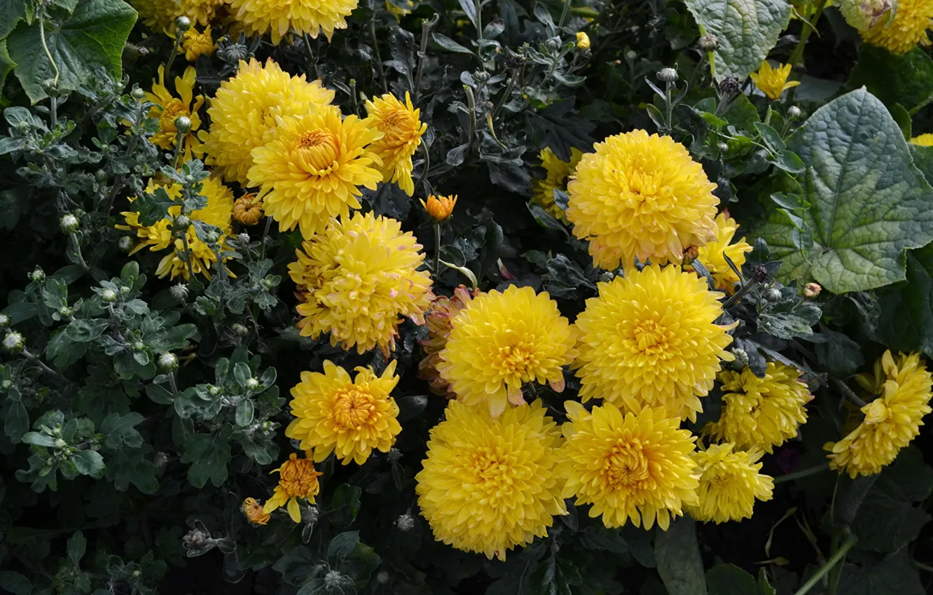 Photo wallpaper autumn, leaves, flowers, the flower buds, Chrysanthemums are yellow