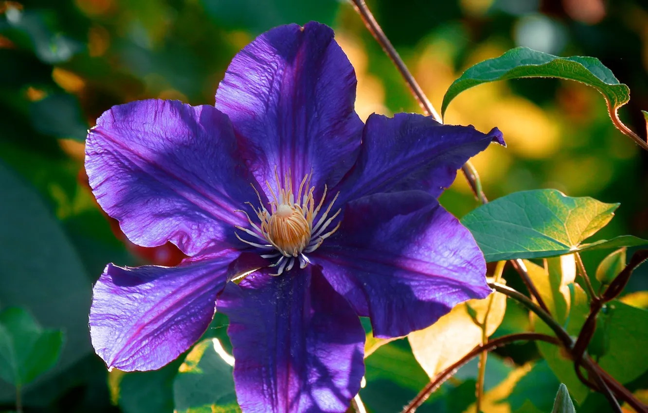 Photo wallpaper purple, leaves, clematis
