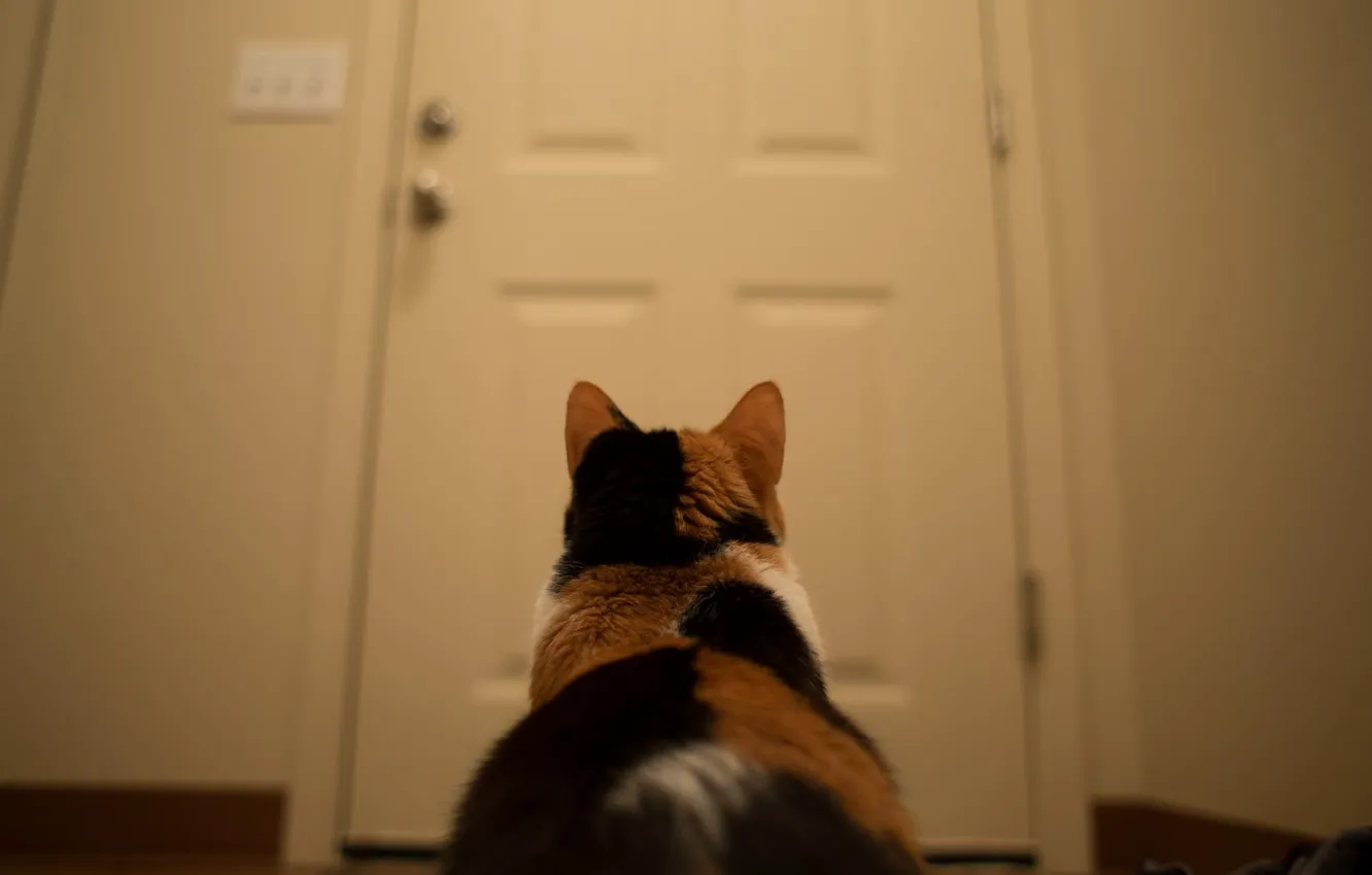 Photo wallpaper cat, the door, waiting for the owner