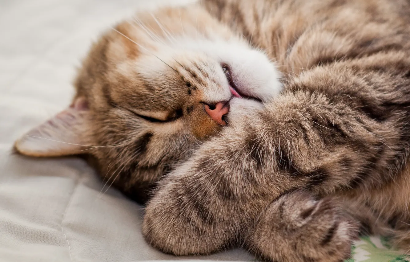 Photo wallpaper cat, cat, legs, muzzle, sleeping, lies