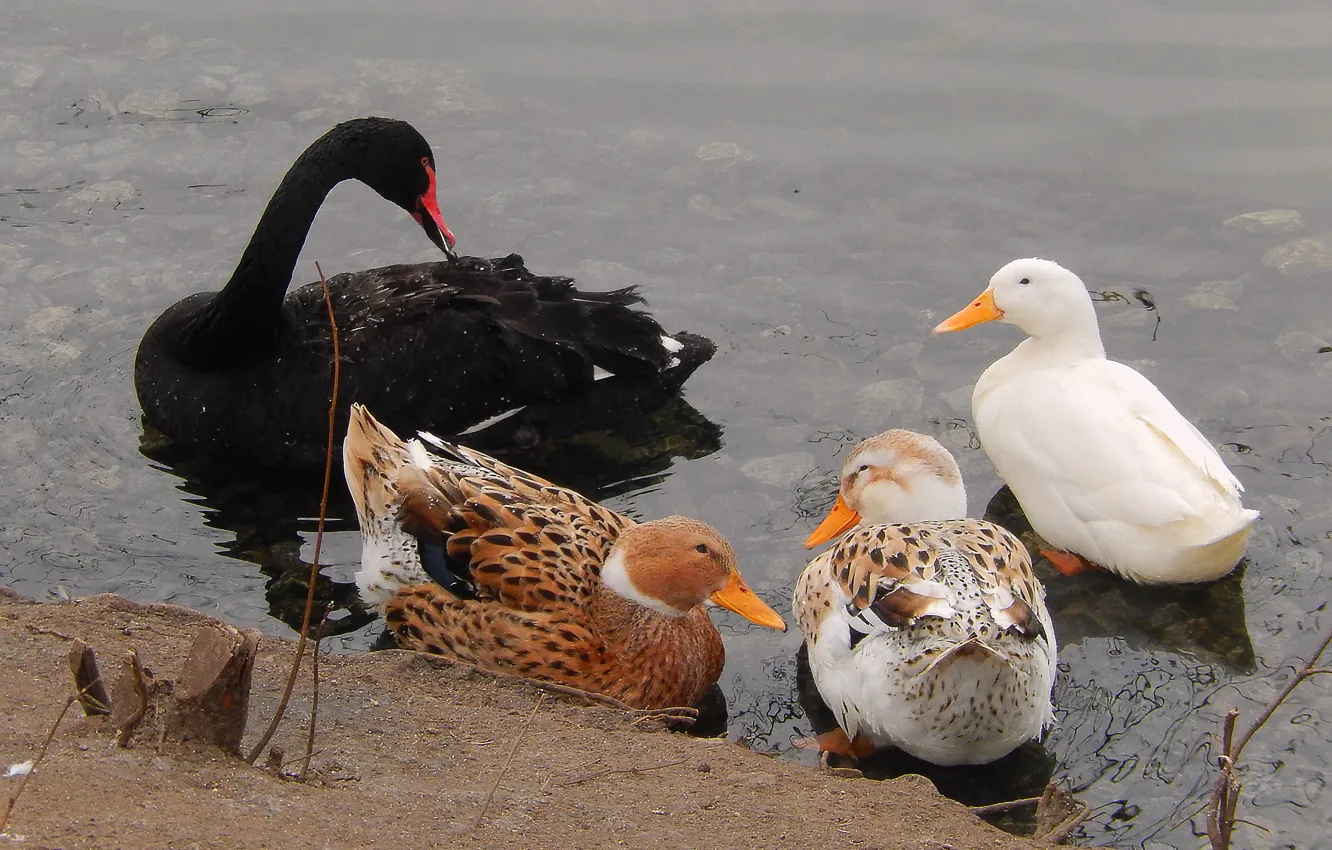 Photo wallpaper lake, pond, background, widescreen, Wallpaper, duck, wallpaper, widescreen