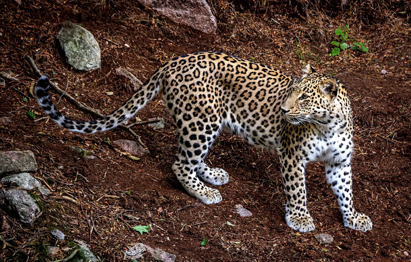Photo wallpaper predator, leopard, animal