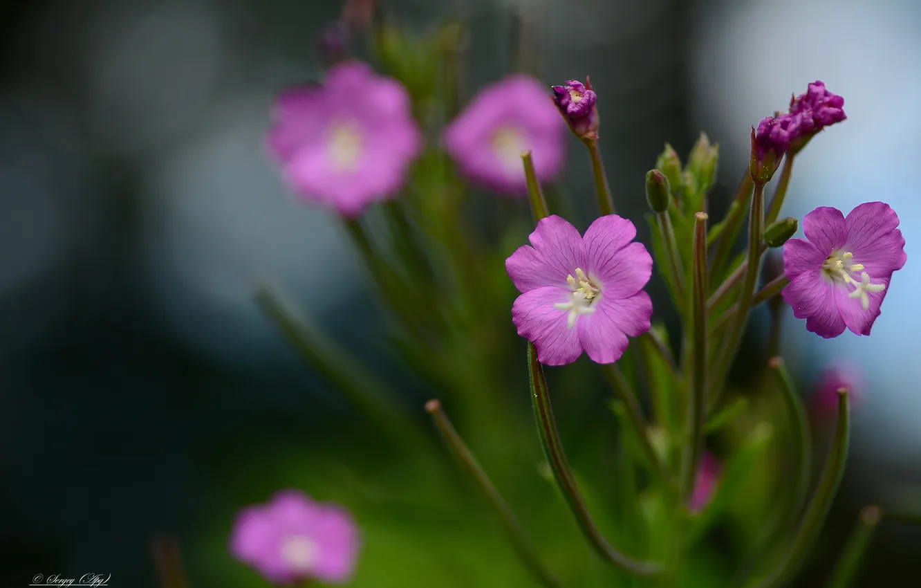 Photo wallpaper summer, flowers, bokeh