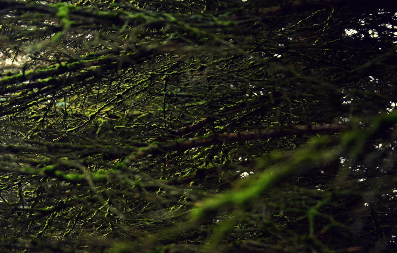 Photo wallpaper greens, forest, tree, moss, Macro