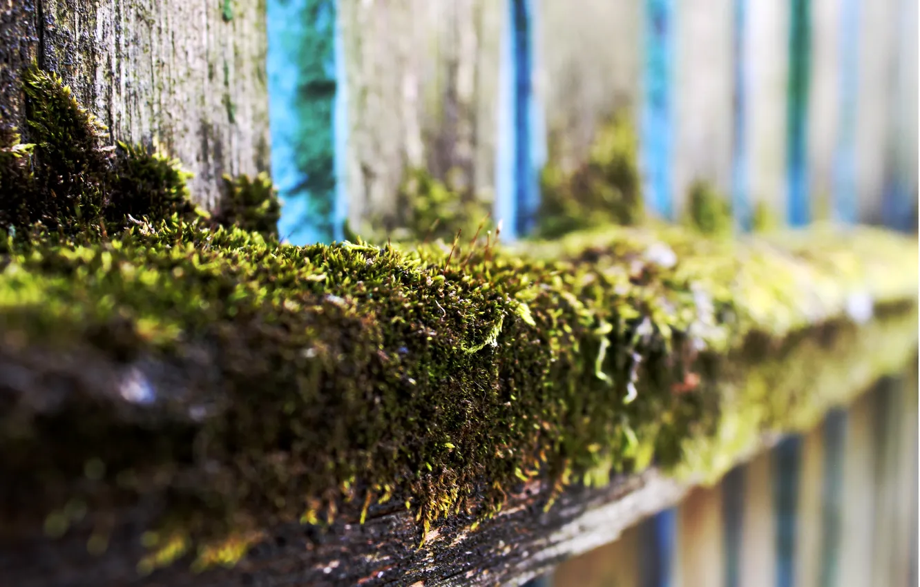 Photo wallpaper trees, green, green, Board, the fence, moss, tree, moss