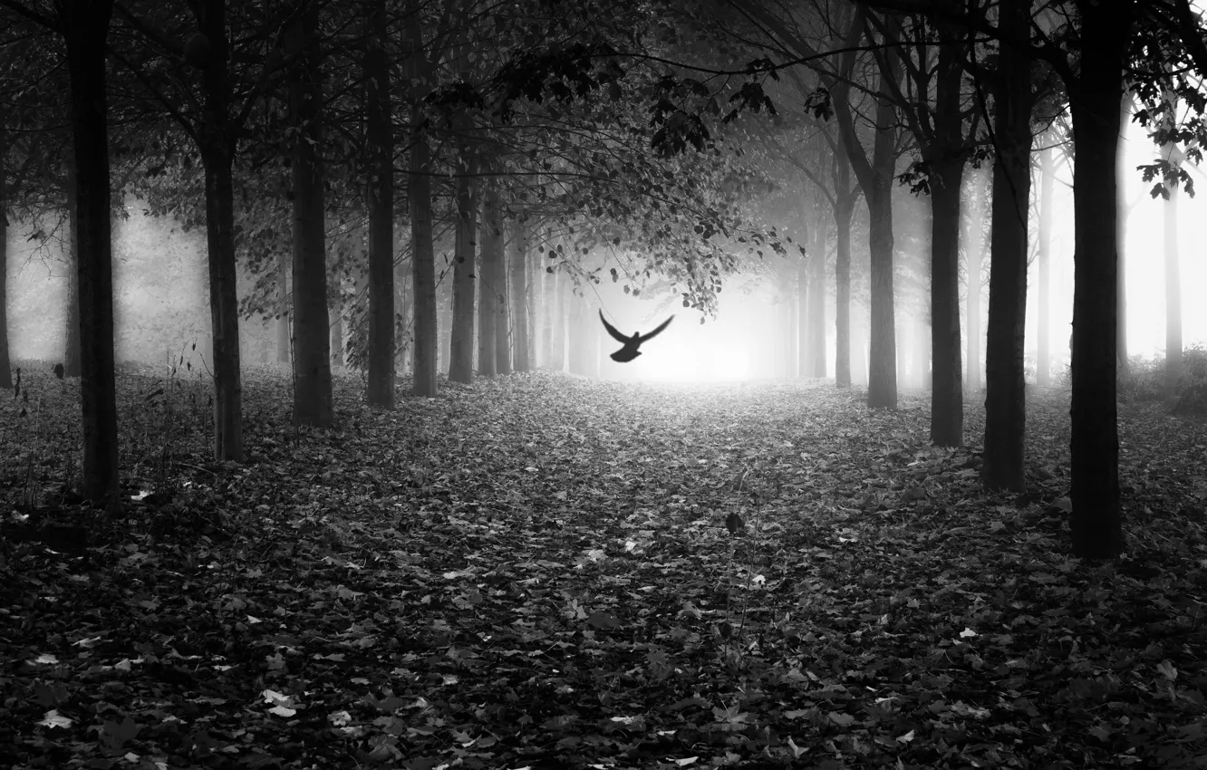 Photo wallpaper leaves, light, fog, Park, bird, light, alley, bird
