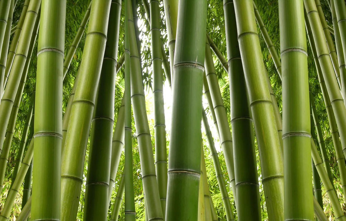 Photo wallpaper green, bamboo, plant