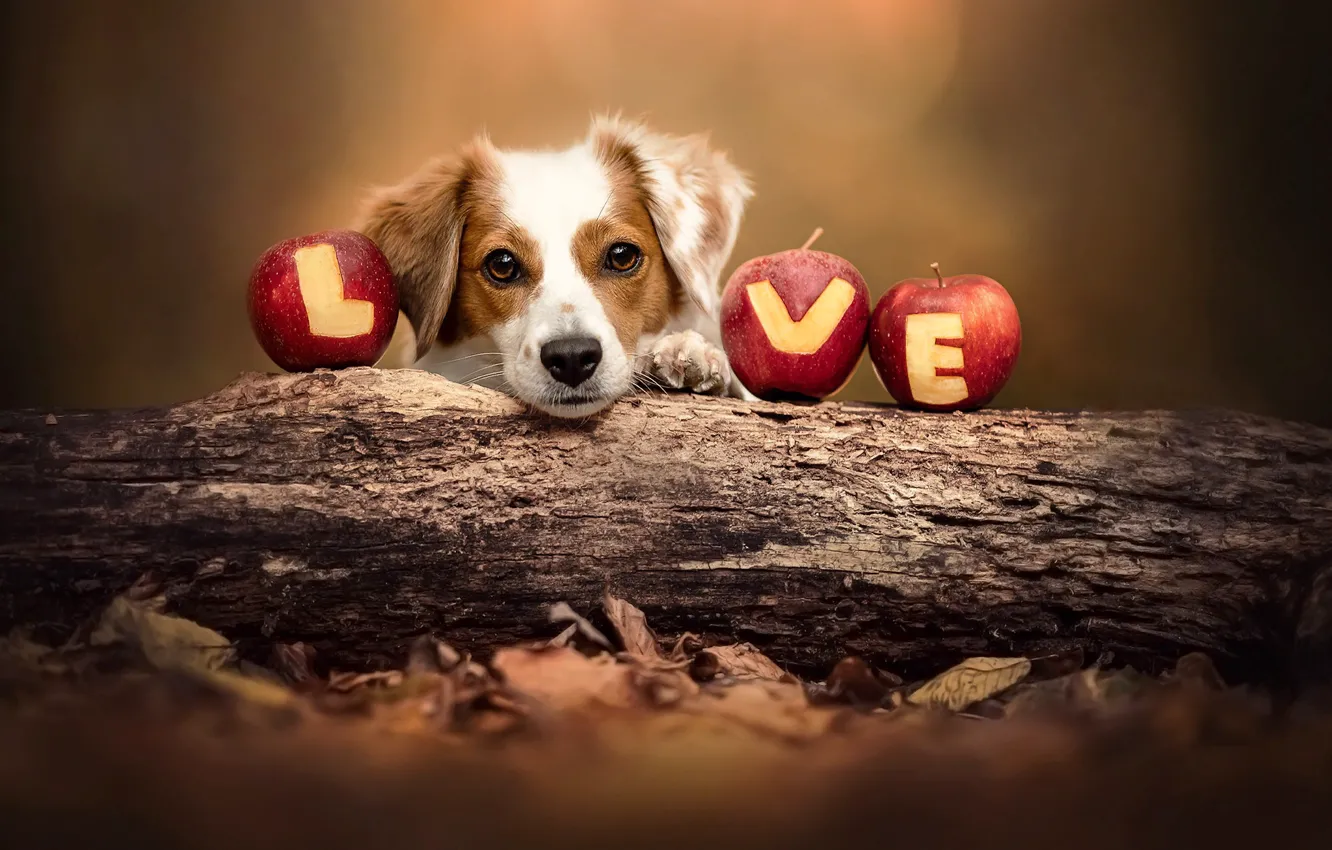 Photo wallpaper autumn, leaves, nature, animal, apples, dog, log, dog