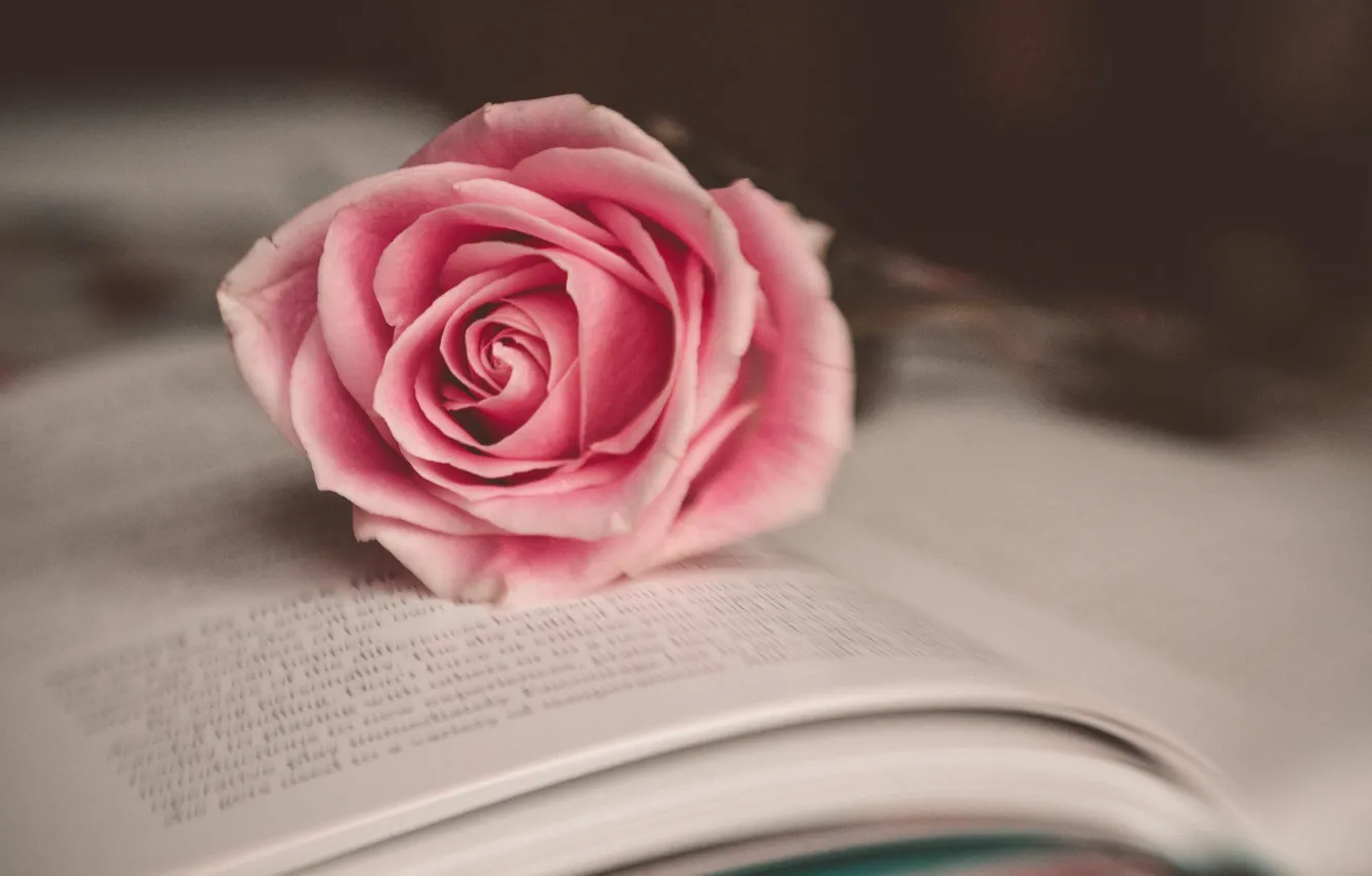 Photo wallpaper flower, macro, pink, rose, book