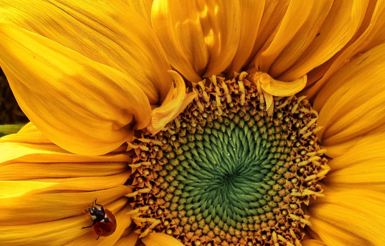 Photo wallpaper colors, pattern, plant, seeds