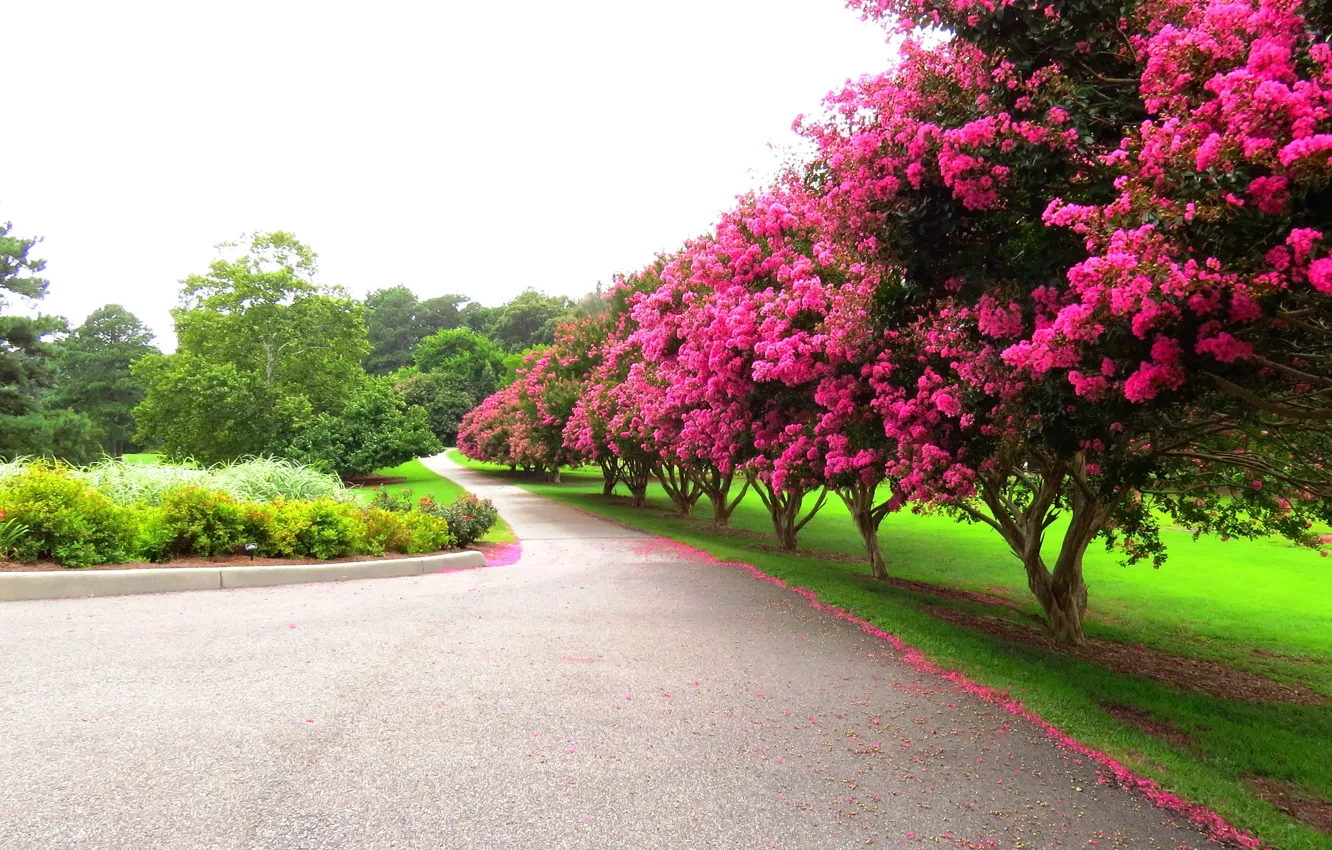 Photo wallpaper trees, Park, Spring, flowering, trees, park, flowers, spring