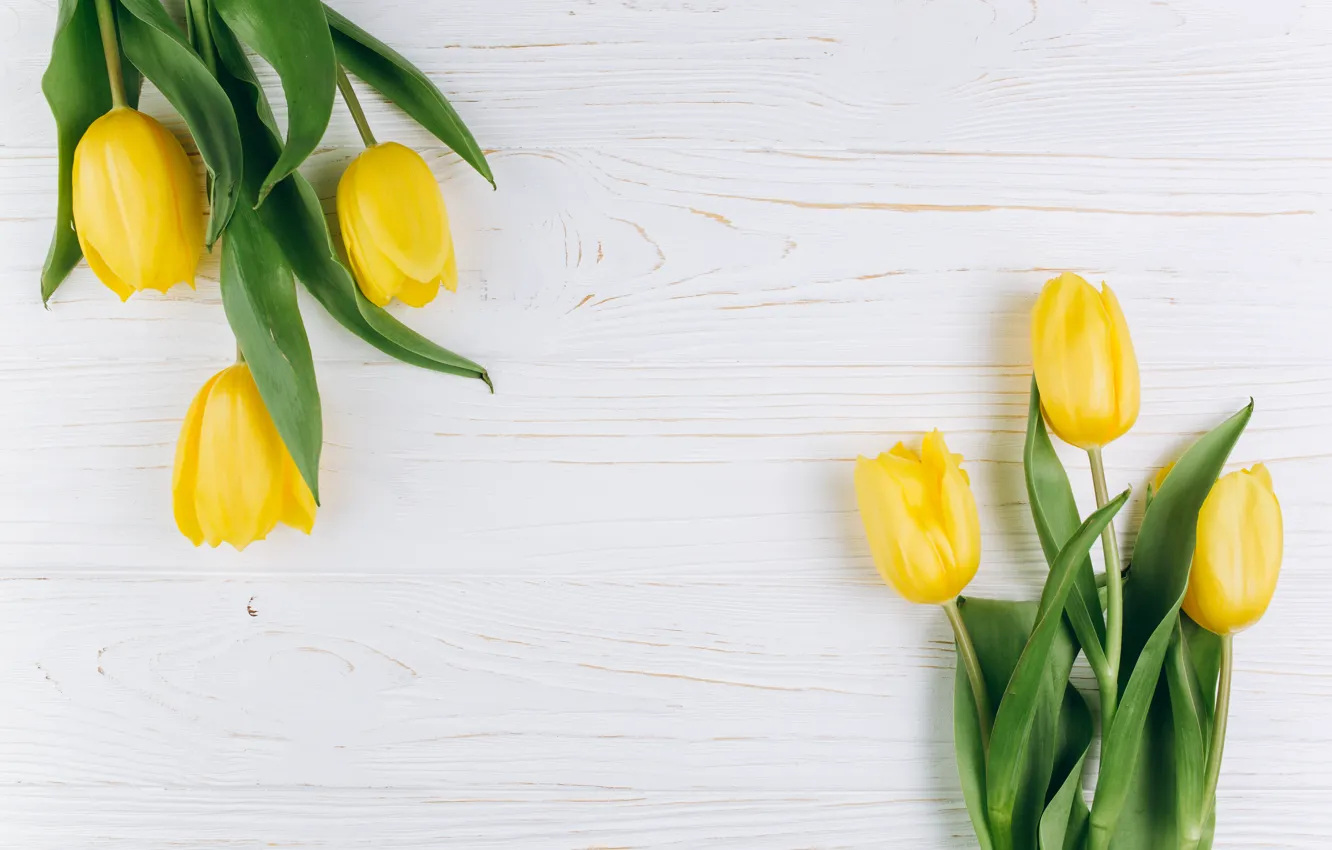 Photo wallpaper flowers, background, spring, tulips, flowers, background, tulips, spring