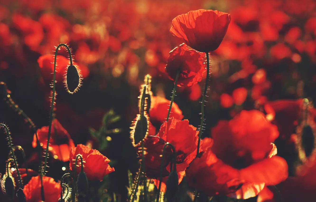 Photo wallpaper flowers, Maki, al, poppy field