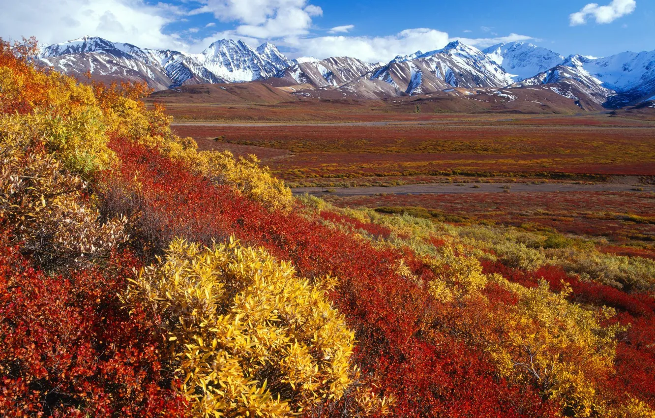 Photo wallpaper snow, trees, mountains, the steppe, Alaska, the bushes
