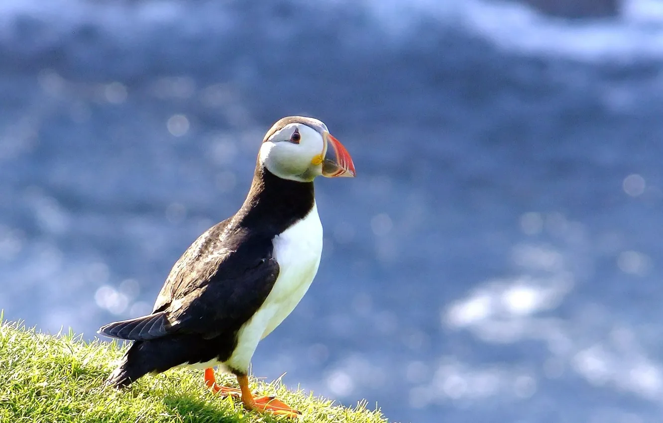 Photo wallpaper animal, bird, stalled, animals, bird, Puffin