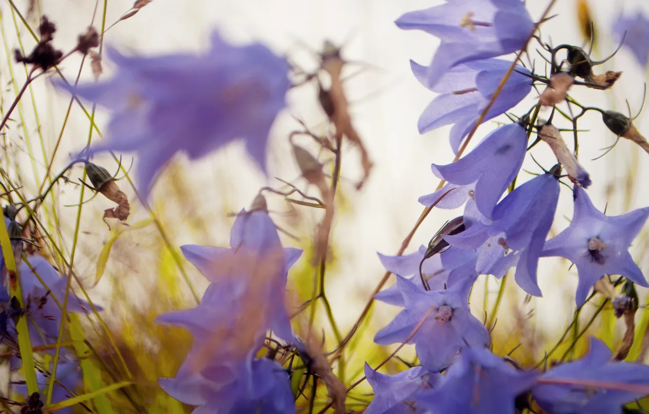 Photo wallpaper flowers, lilac, bells, field