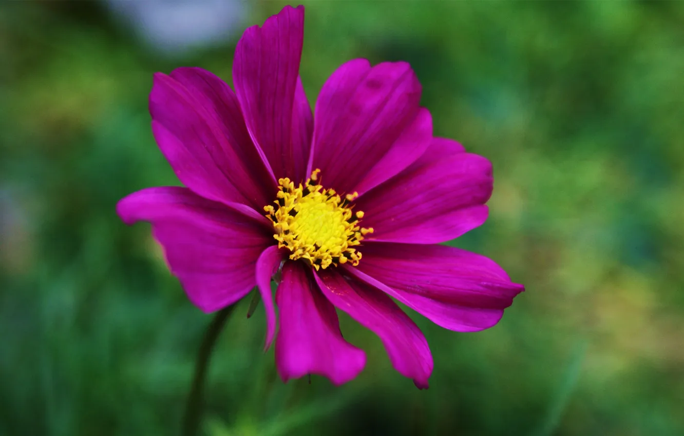 Photo wallpaper greens, summer, pink, kosmeya