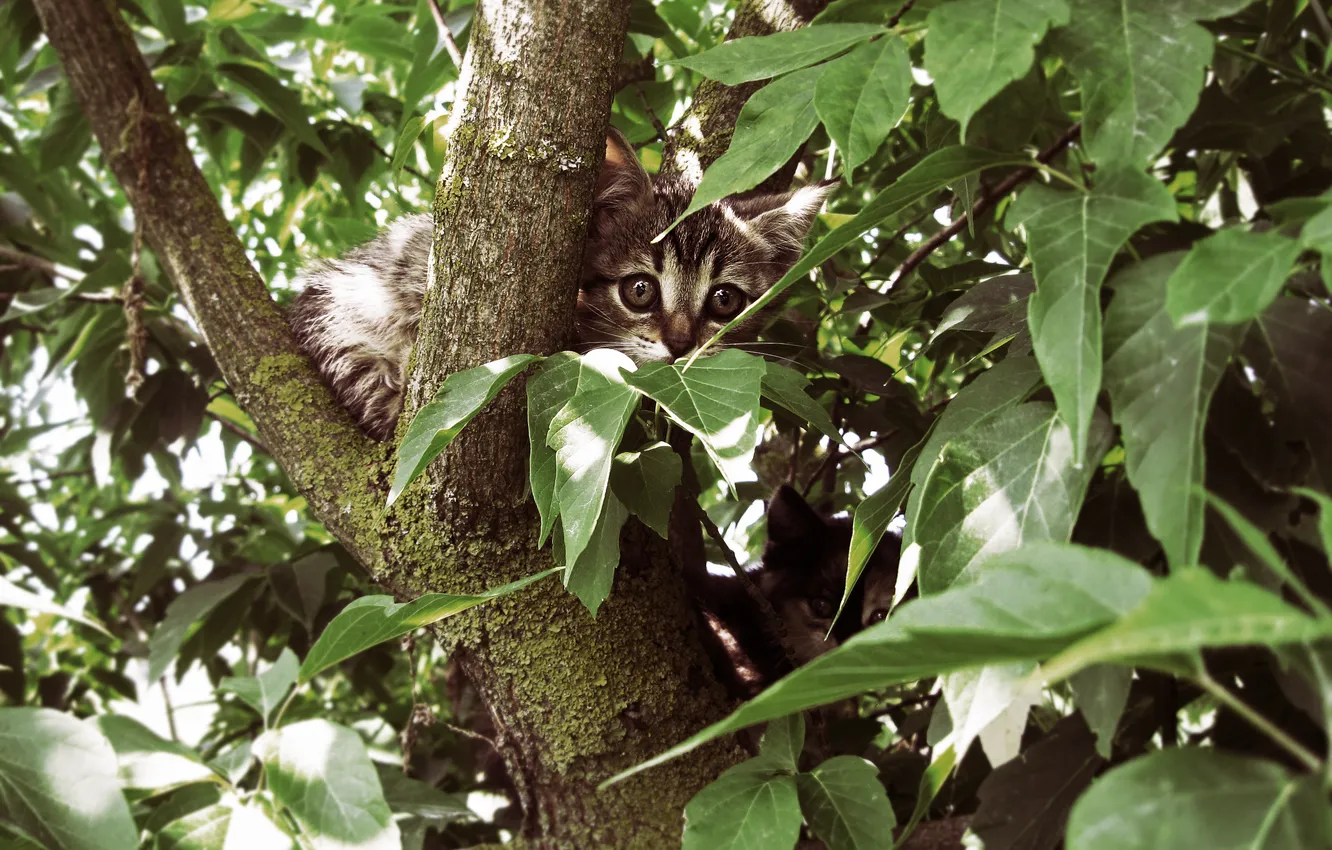 Photo wallpaper leaves, trees, kitty